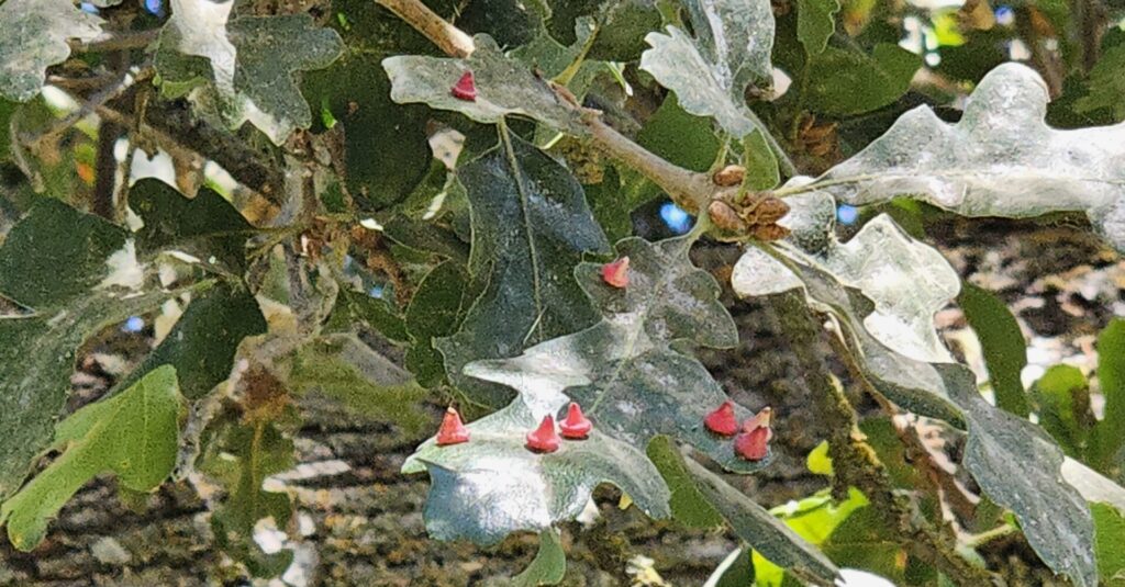Red cone galls on a valley oak at Sacramento State University, Sacramento, California
