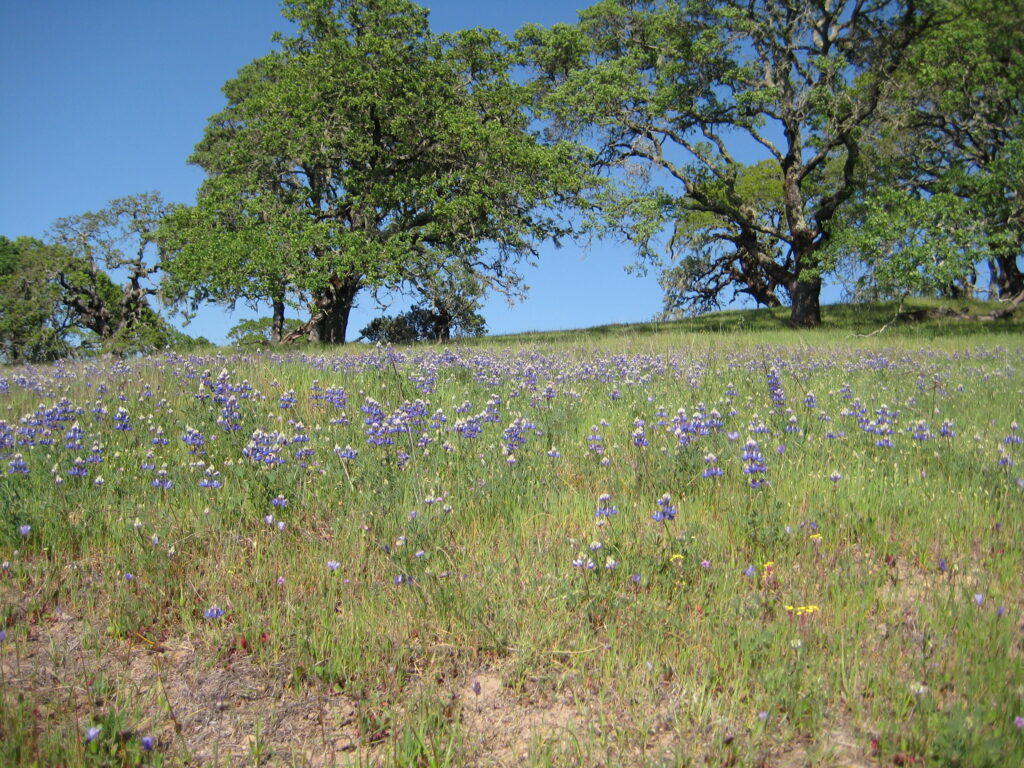 McLaughlin Natural Reserve, California