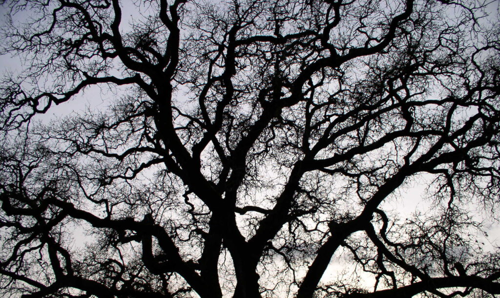 Dormant valley oak in winter near where I grew up in Sonoma County, California